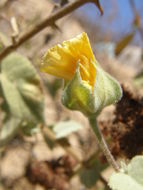 Image of shrubby Indian mallow