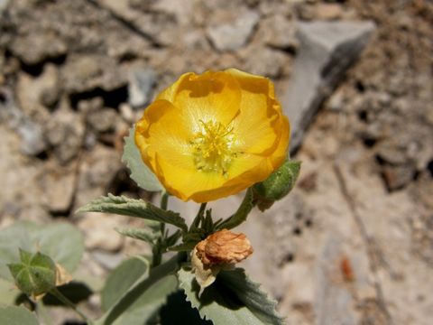 Imagem de Abutilon coahuilae Kearney