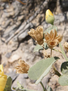 Imagem de Abutilon coahuilae Kearney