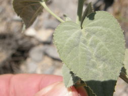 Image of Abutilon coahuilae Kearney