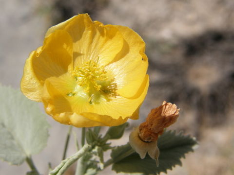 Imagem de Abutilon coahuilae Kearney