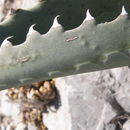 Image of rough century plant