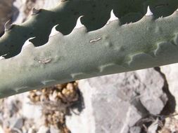 Image of rough century plant