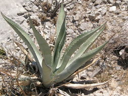 Image of rough century plant