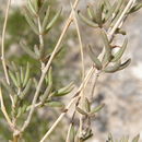 Image of arroyo fameflower