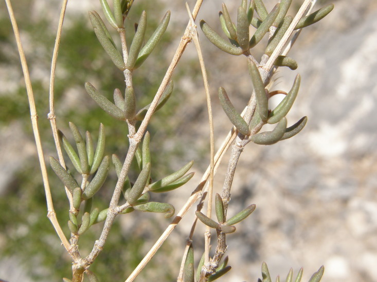 Image of arroyo fameflower