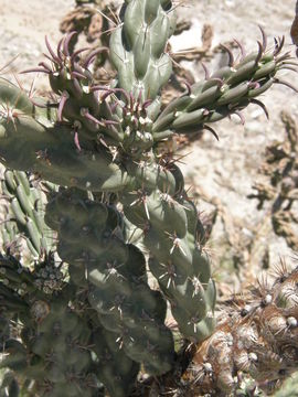 Image of <i>Cylindropuntia <i>imbricata</i></i> var. imbricata