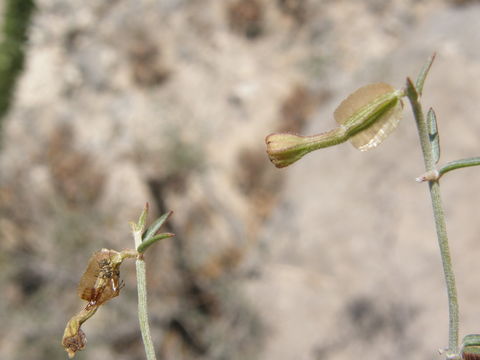 Acleisanthes angustifolia (Torrey) R. A. Levin resmi