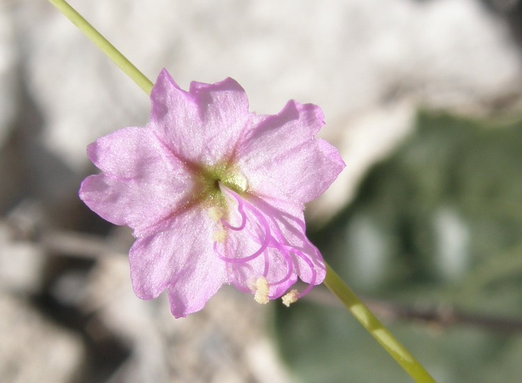 Imagem de Anulocaulis eriosolenus (Gray) Standl.