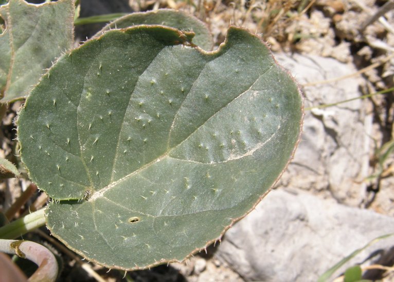 Imagem de Anulocaulis eriosolenus (Gray) Standl.