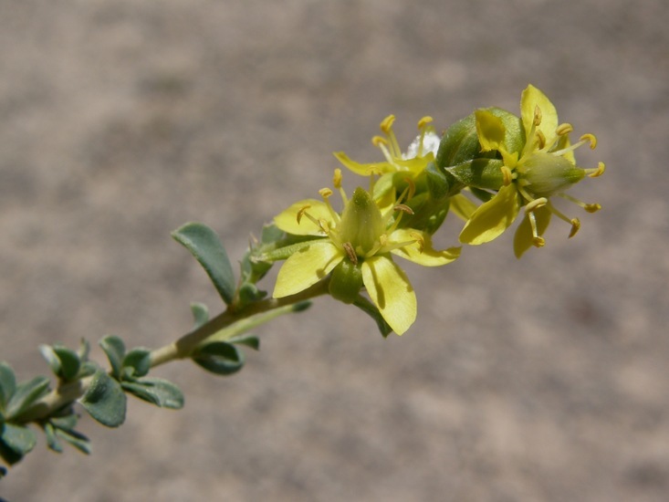 Image of Sericodes greggii A. Gray