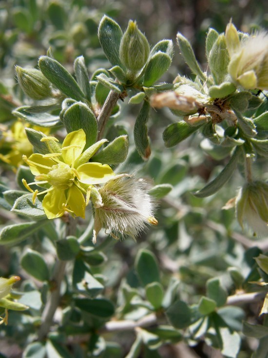 Image of Sericodes greggii A. Gray