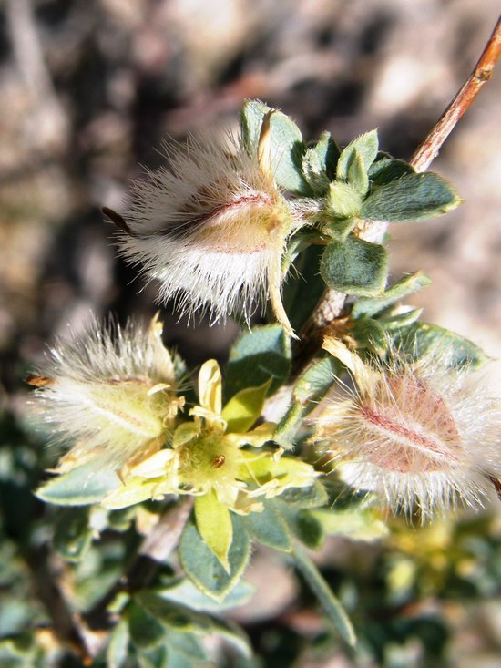 Image of Sericodes greggii A. Gray