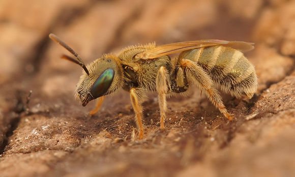 Image of Halictus subauratus (Rossi 1792)