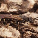 Image de Meria tripunctata (Rossi 1790)