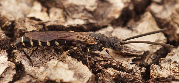 Image de Meria tripunctata (Rossi 1790)