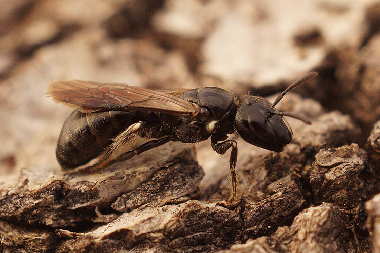 Sivun Ceratina cucurbitina (Rossi 1792) kuva