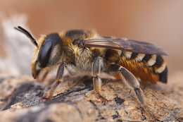 Image of Megachile albisecta (Klug 1817)