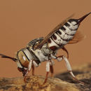 Coelioxys acanthura (Illiger 1806)的圖片