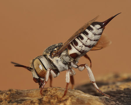 Image of Coelioxys acanthura (Illiger 1806)