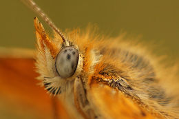 Image of <i>Melitaea deione</i>