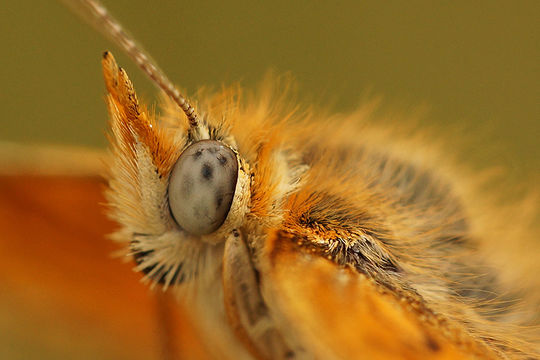 Image of <i>Melitaea deione</i>