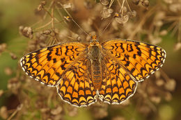 Image de <i>Melitaea deione</i>