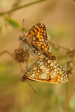 Image of <i>Melitaea deione</i>