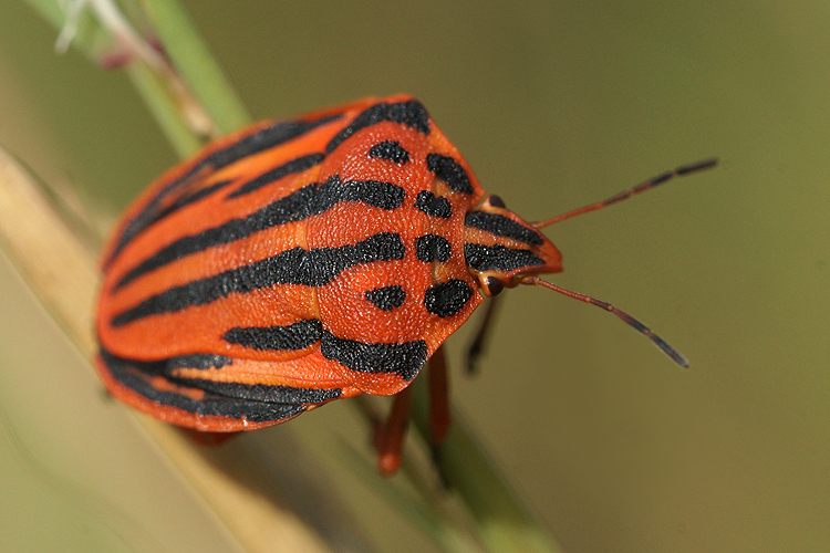 صورة <i>Graphosoma semipunctatum</i>