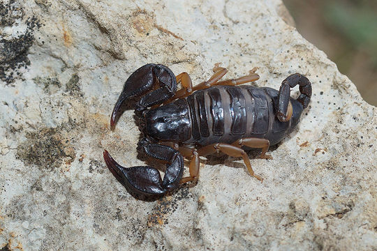 Sivun Euscorpius kuva