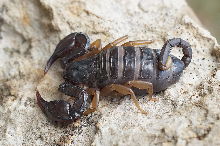 Image of Small wood-scorpions