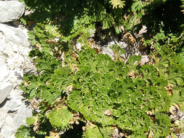 Selaginella lepidophylla (Hook. & Grev.) Spring的圖片