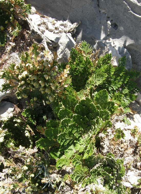 Selaginella lepidophylla (Hook. & Grev.) Spring resmi