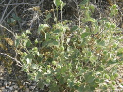 Plancia ëd Abutilon fruticosum Guill. & Perr.