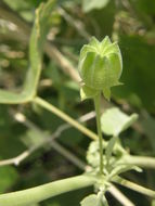 Image of Texas Indian mallow