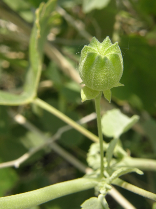 Plancia ëd Abutilon fruticosum Guill. & Perr.