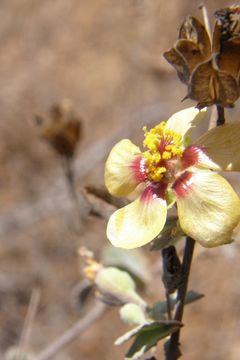 Imagem de Abutilon incanum (Link) Sweet