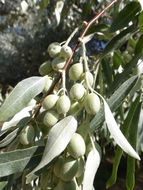 Image of Russian olive