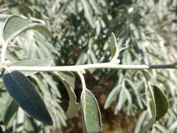 Image of Russian olive