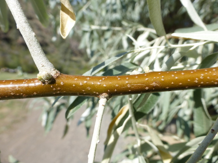 Image of Russian olive