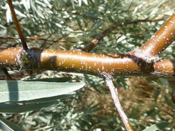 Image of Russian olive