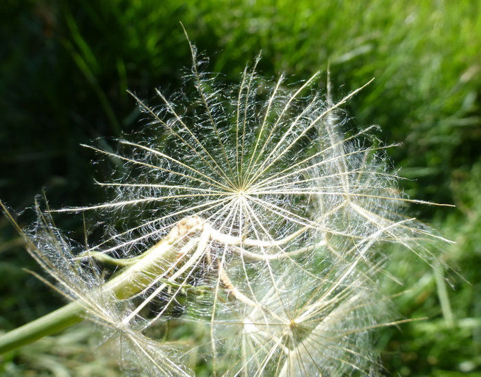 Image of yellow salsify