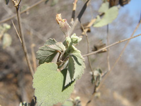 Imagem de Abutilon incanum (Link) Sweet