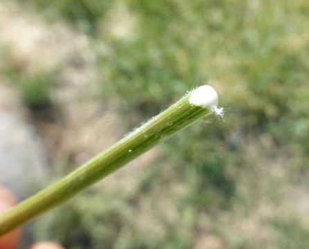 Image of yellow salsify