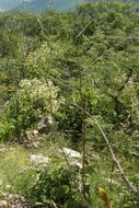 Image of yellowflower Indian mallow