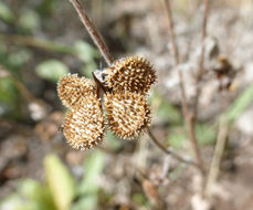 Plancia ëd Cynoglossum officinale L.