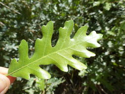 Слика од Quercus gambelii Nutt.