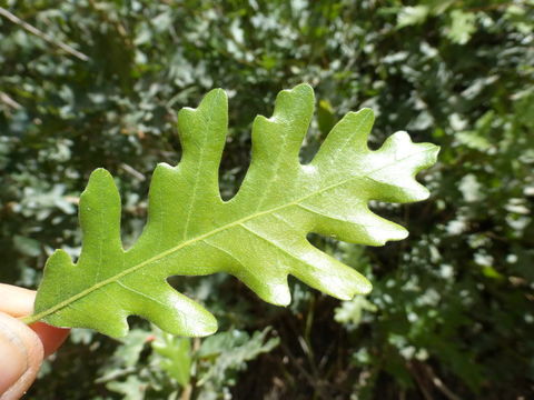 Image de Quercus gambelii Nutt.