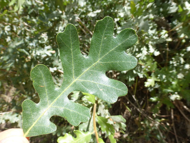 Imagem de Quercus gambelii Nutt.