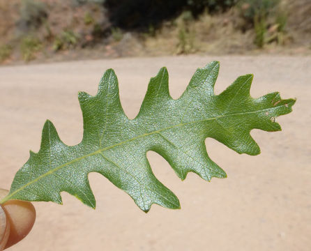 Imagem de Quercus gambelii Nutt.